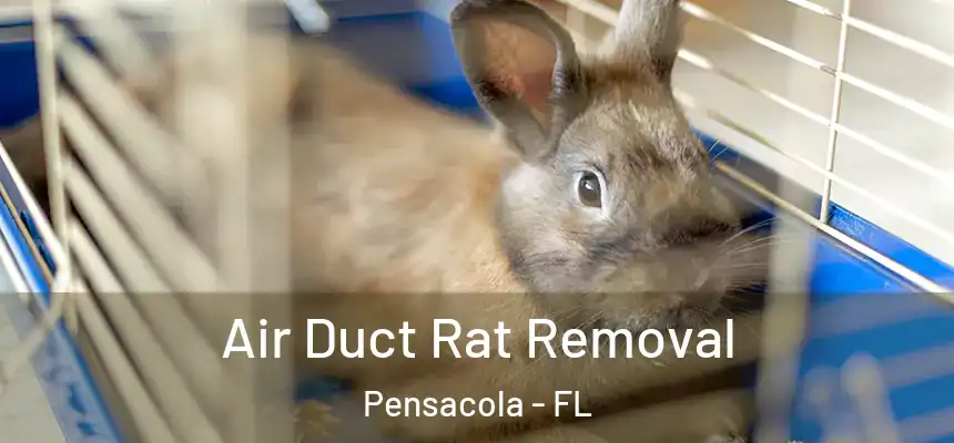  Air Duct Rat Removal Pensacola - FL